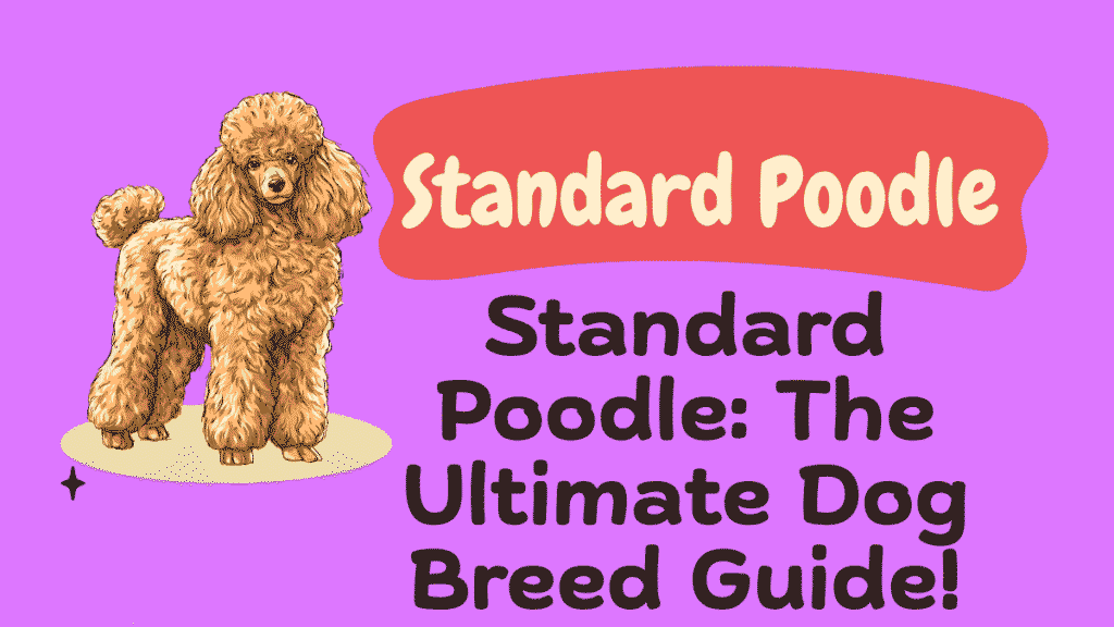 Standard Poodle