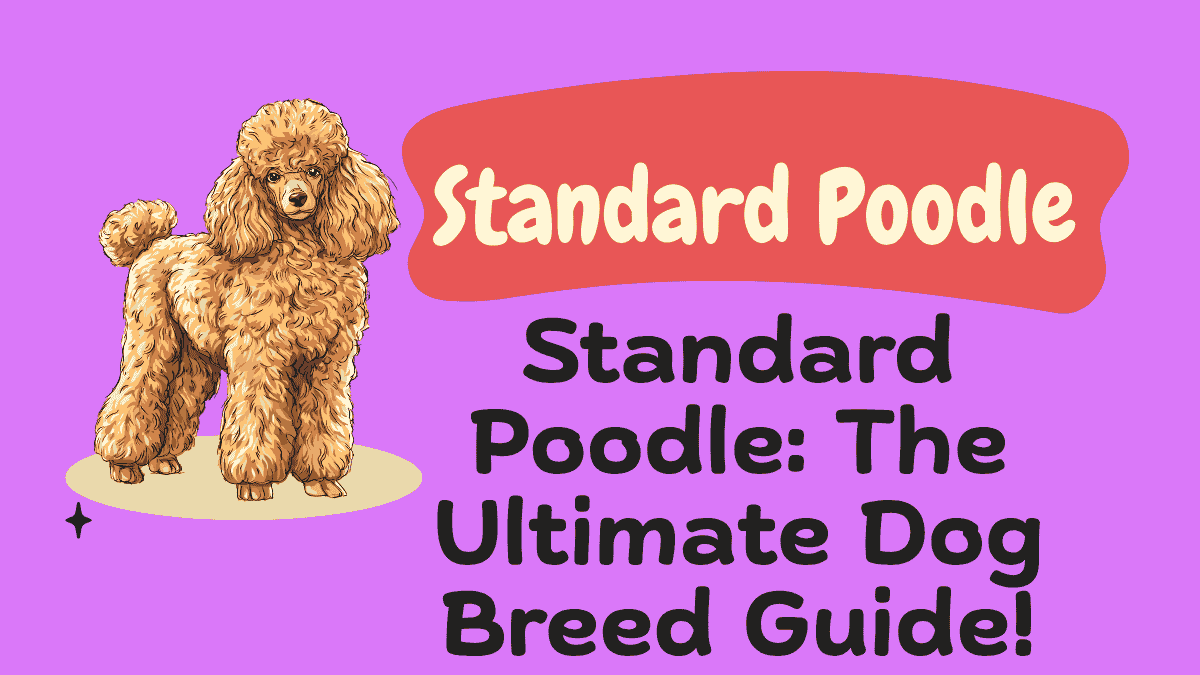Standard Poodle