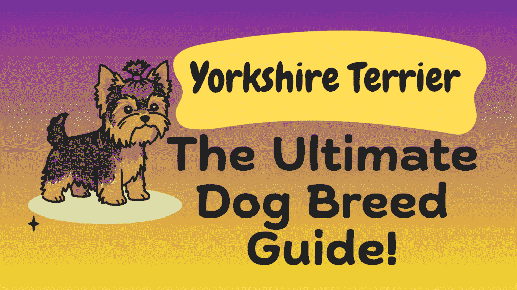 Yorkshire Terrier