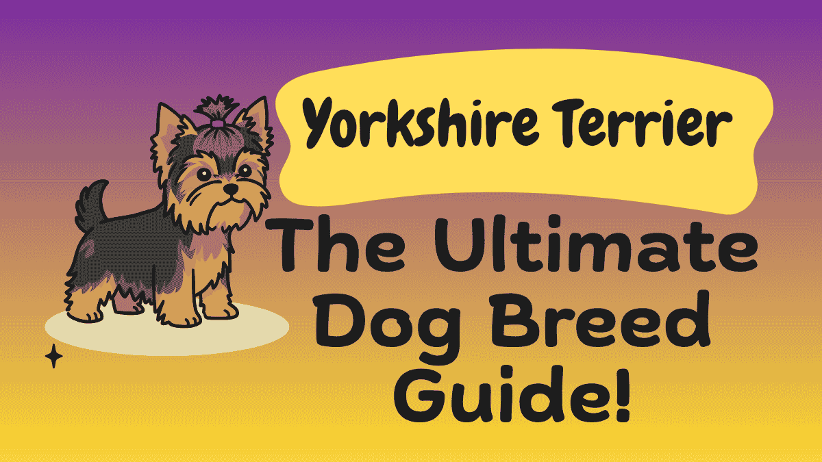 Yorkshire Terrier