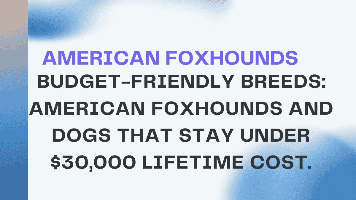 American Foxhounds