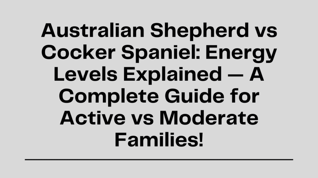 Australian Shepherd vs Cocker Spaniel