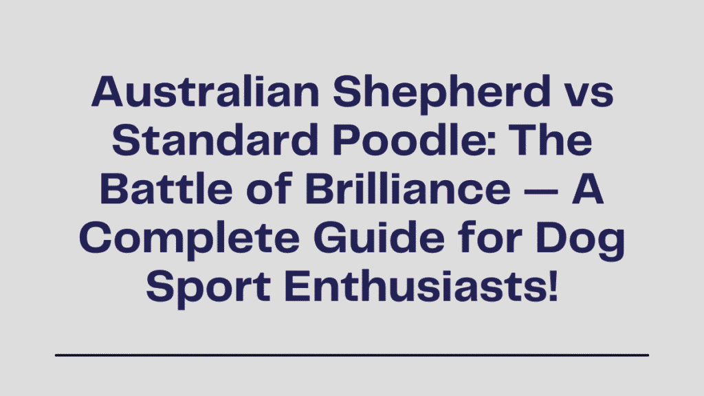 Australian Shepherd vs Standard Poodle