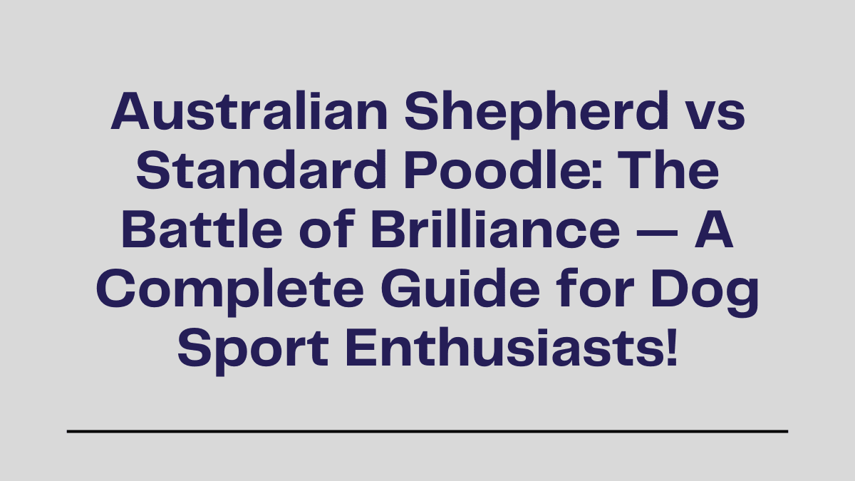 Australian Shepherd vs Standard Poodle