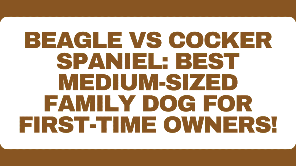 Beagle vs Cocker Spaniel