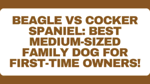 Beagle vs Cocker Spaniel