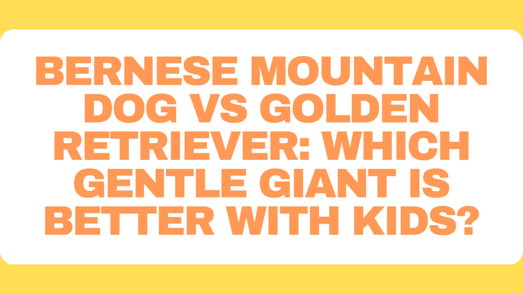 Bernese Mountain Dog vs Golden Retriever