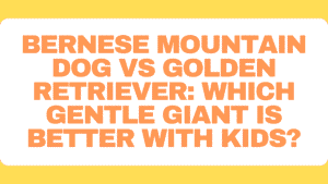 Bernese Mountain Dog vs Golden Retriever