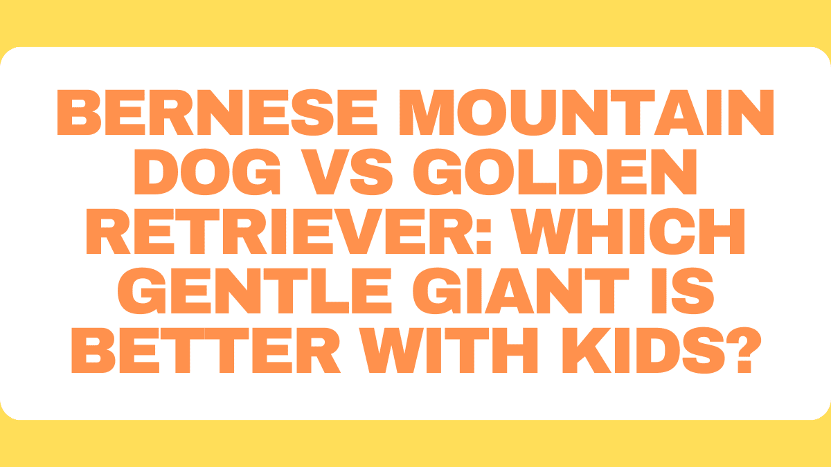 Bernese Mountain Dog vs Golden Retriever