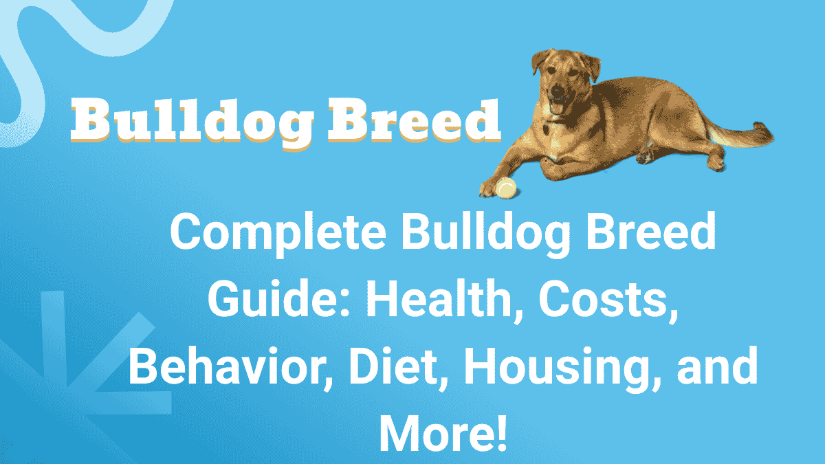 Bulldog Breed