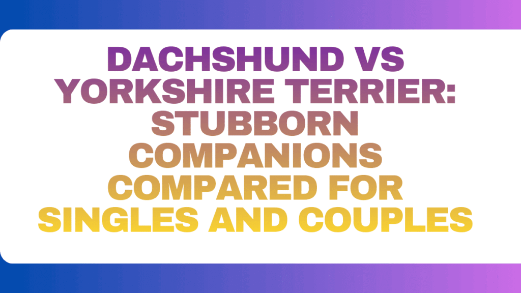 Dachshund vs Yorkshire Terrier