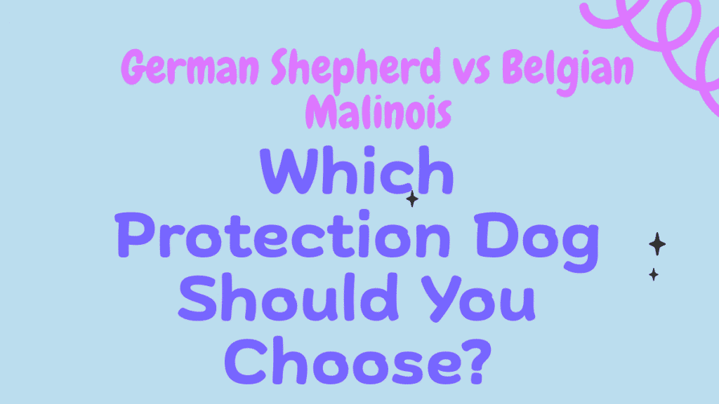 German Shepherd vs Belgian Malinois