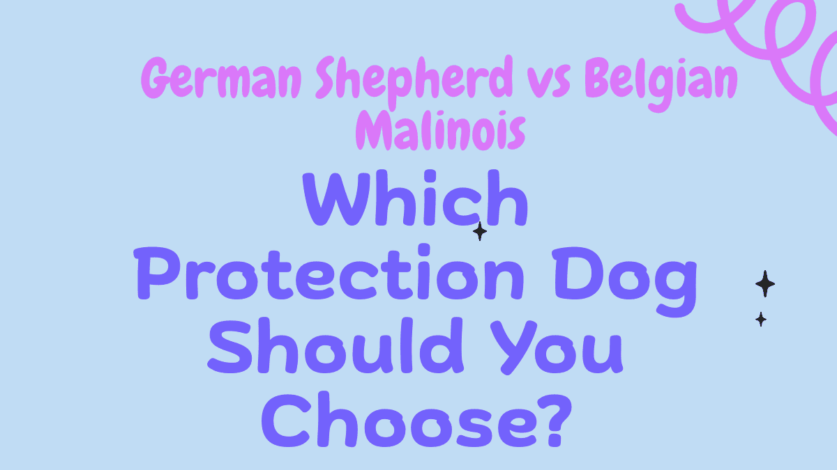 German Shepherd vs Belgian Malinois