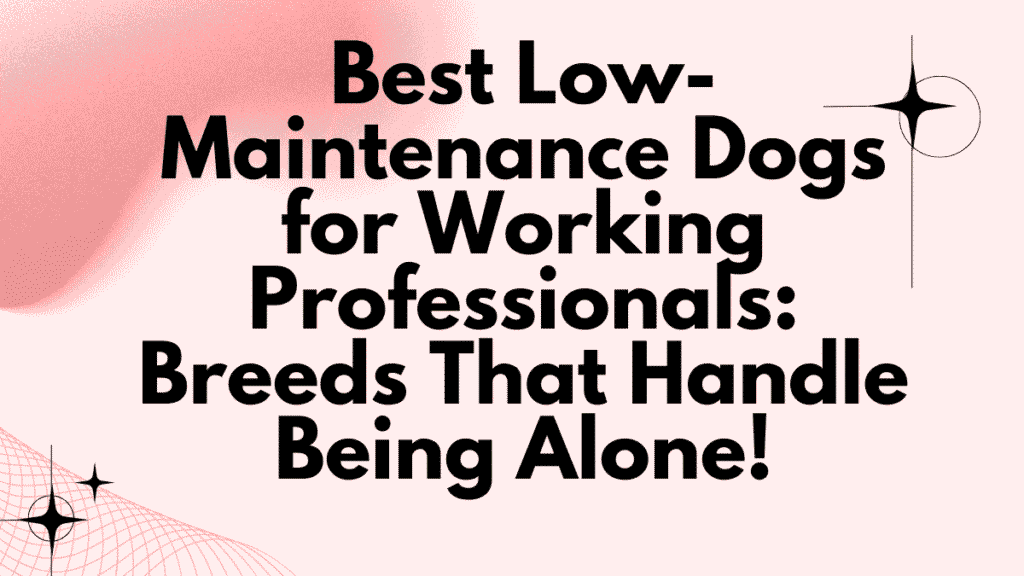 Low-Maintenance Dogs