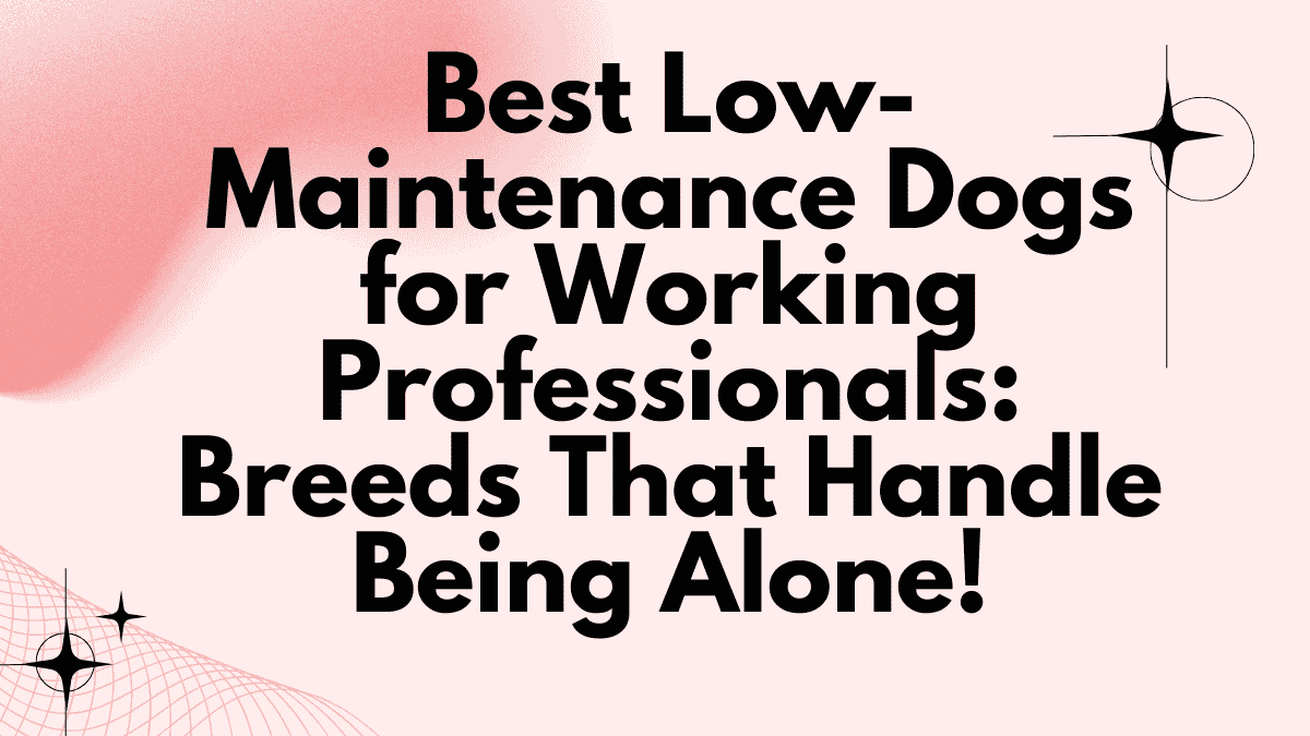 Low-Maintenance Dogs