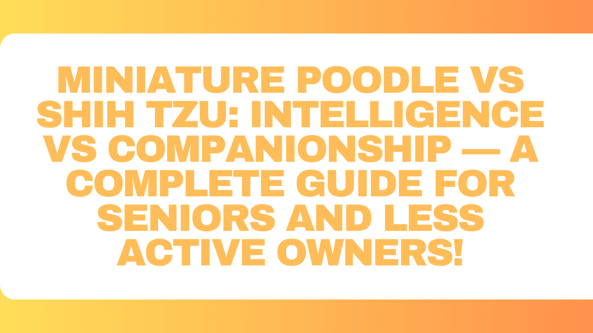 Miniature Poodle vs Shih Tzu