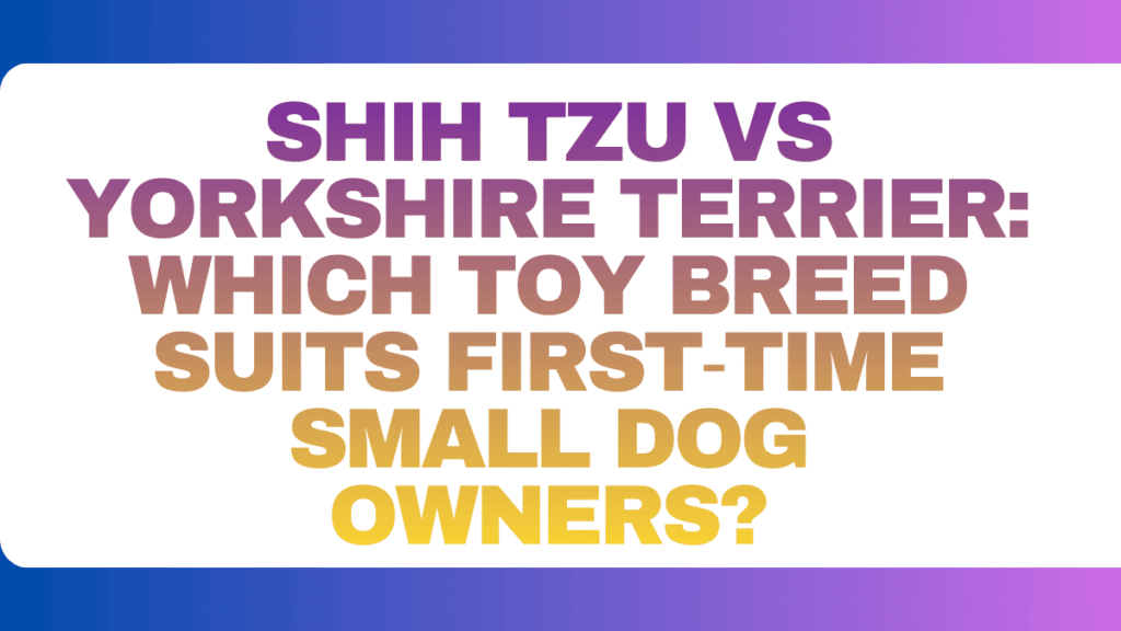 Shih Tzu vs Yorkshire Terrier