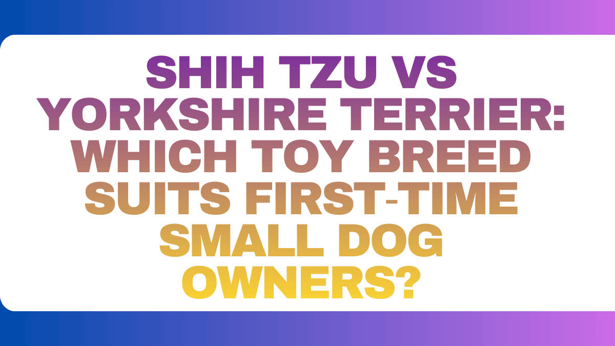 Shih Tzu vs Yorkshire Terrier