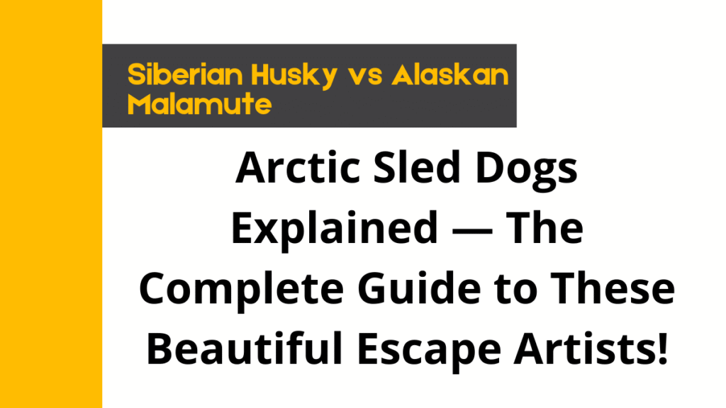 Siberian Husky vs Alaskan Malamute