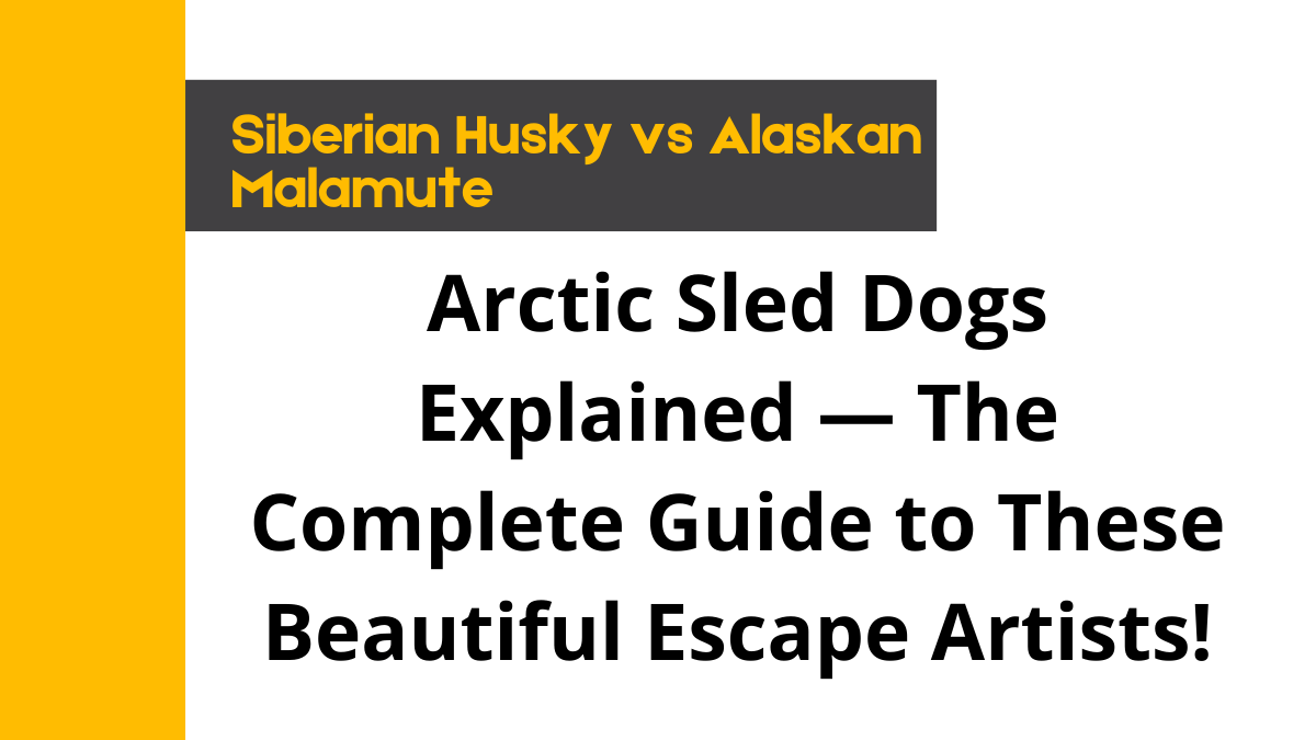 Siberian Husky vs Alaskan Malamute