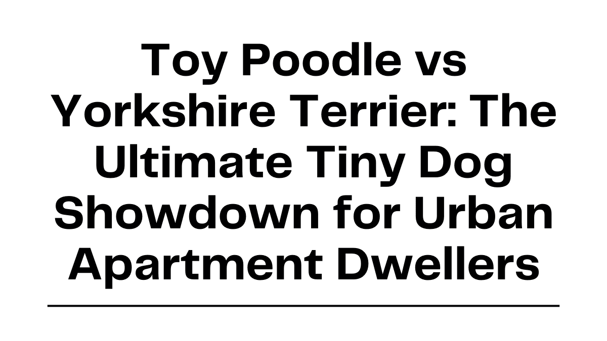 Toy Poodle vs Yorkshire Terrier