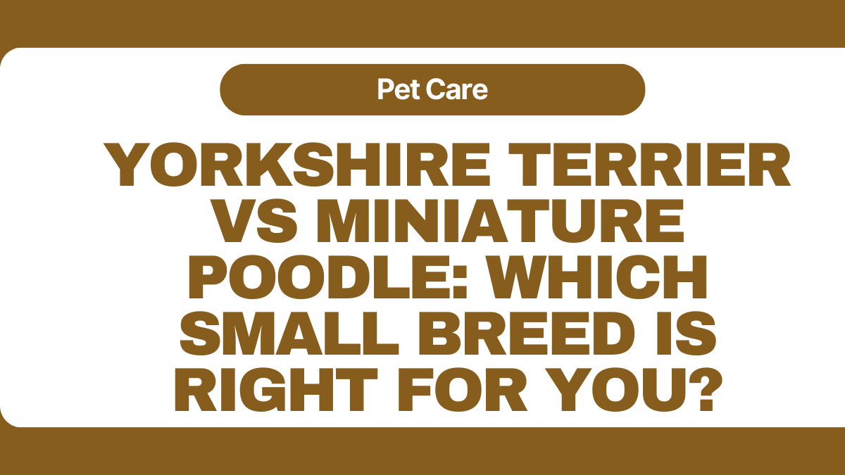 Yorkshire Terrier vs Miniature Poodle
