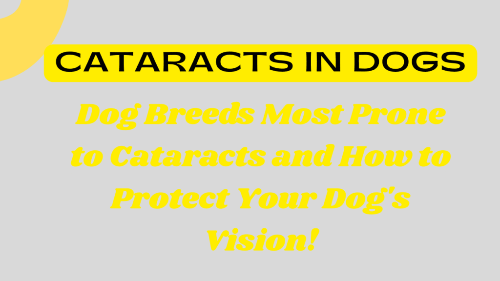 Dog Breeds Most Prone to Cataracts