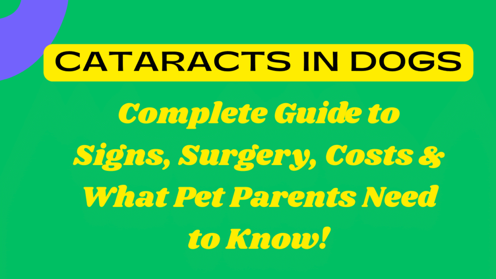 Cataracts in Dogs