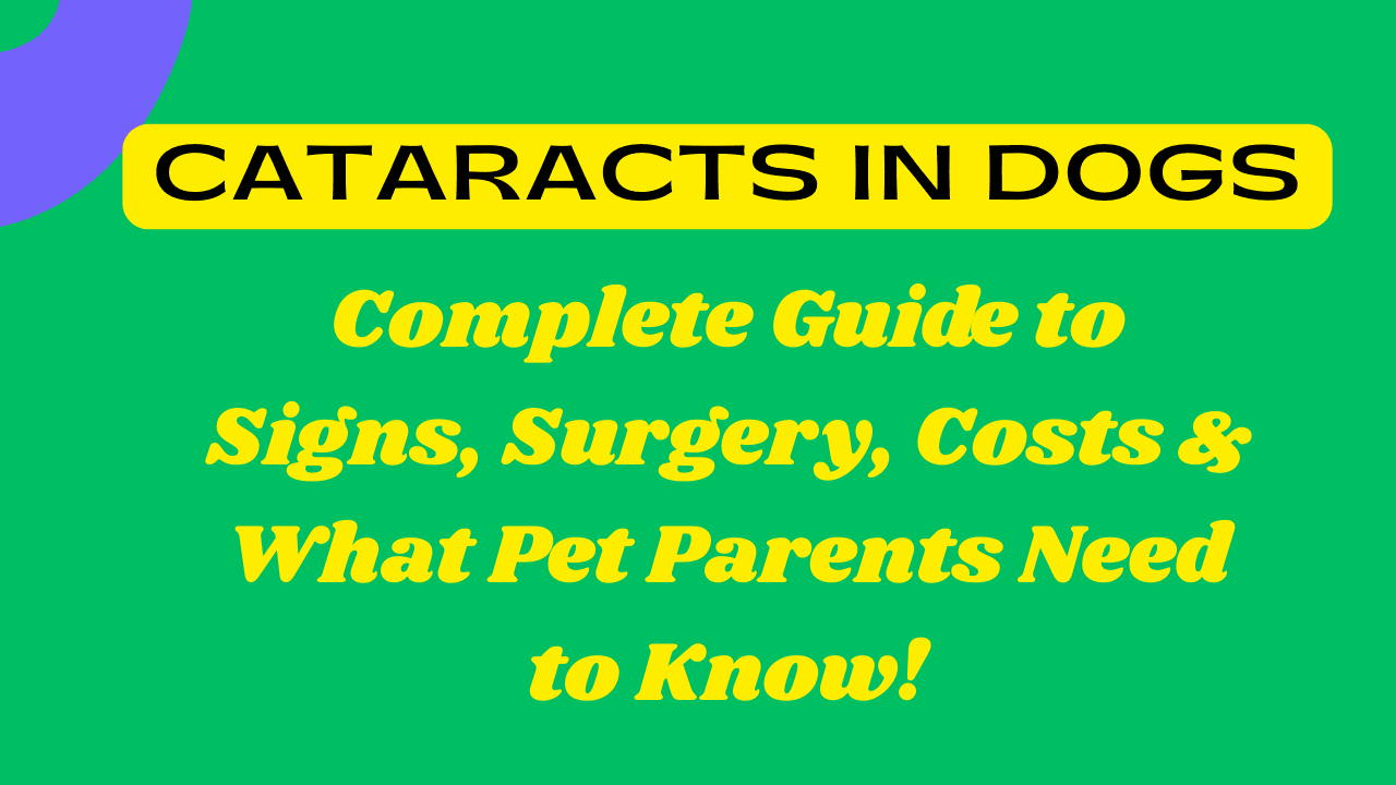 Cataracts in Dogs