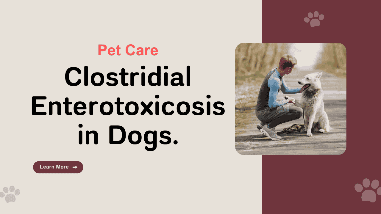 Clostridial Enterotoxicosis in Dogs