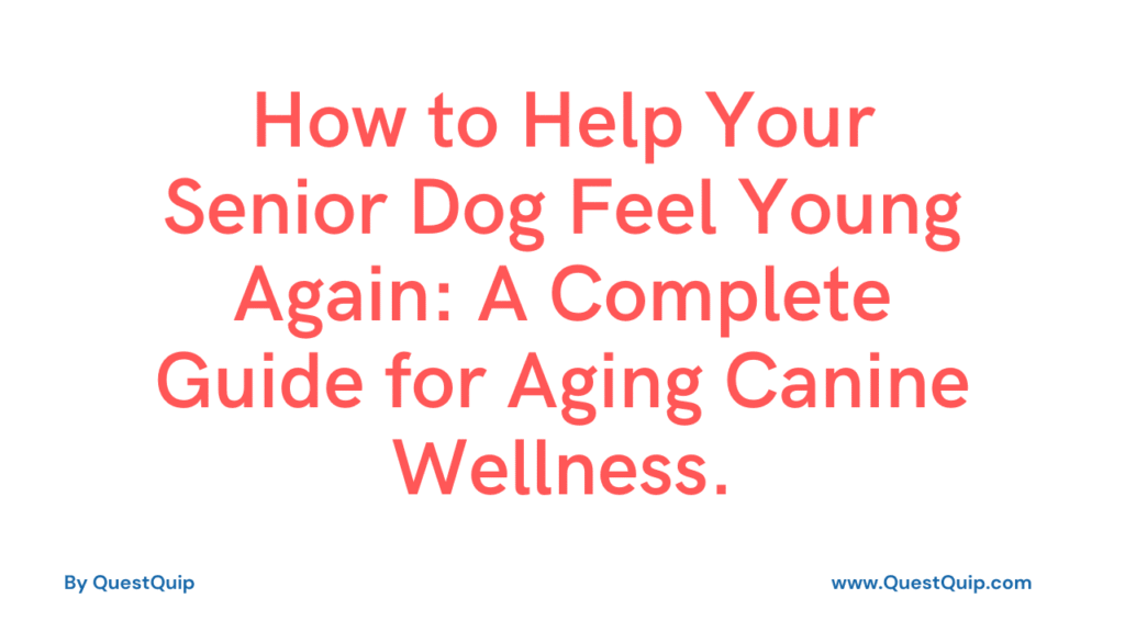 Help Your Senior Dog Feel Young Again