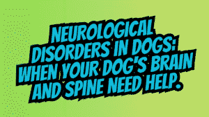 Neurological Disorders in Dogs