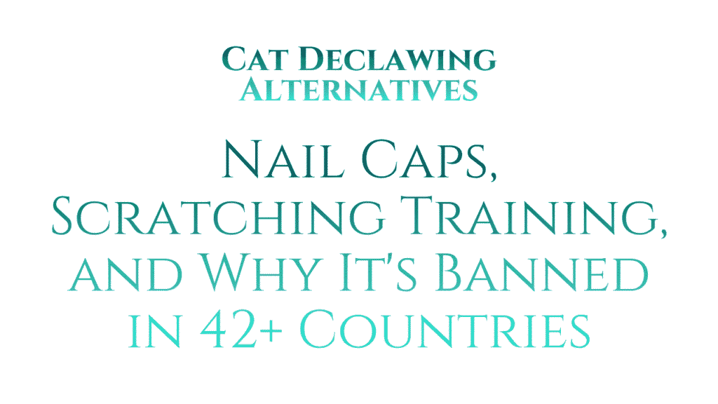 Cat Declawing Alternatives