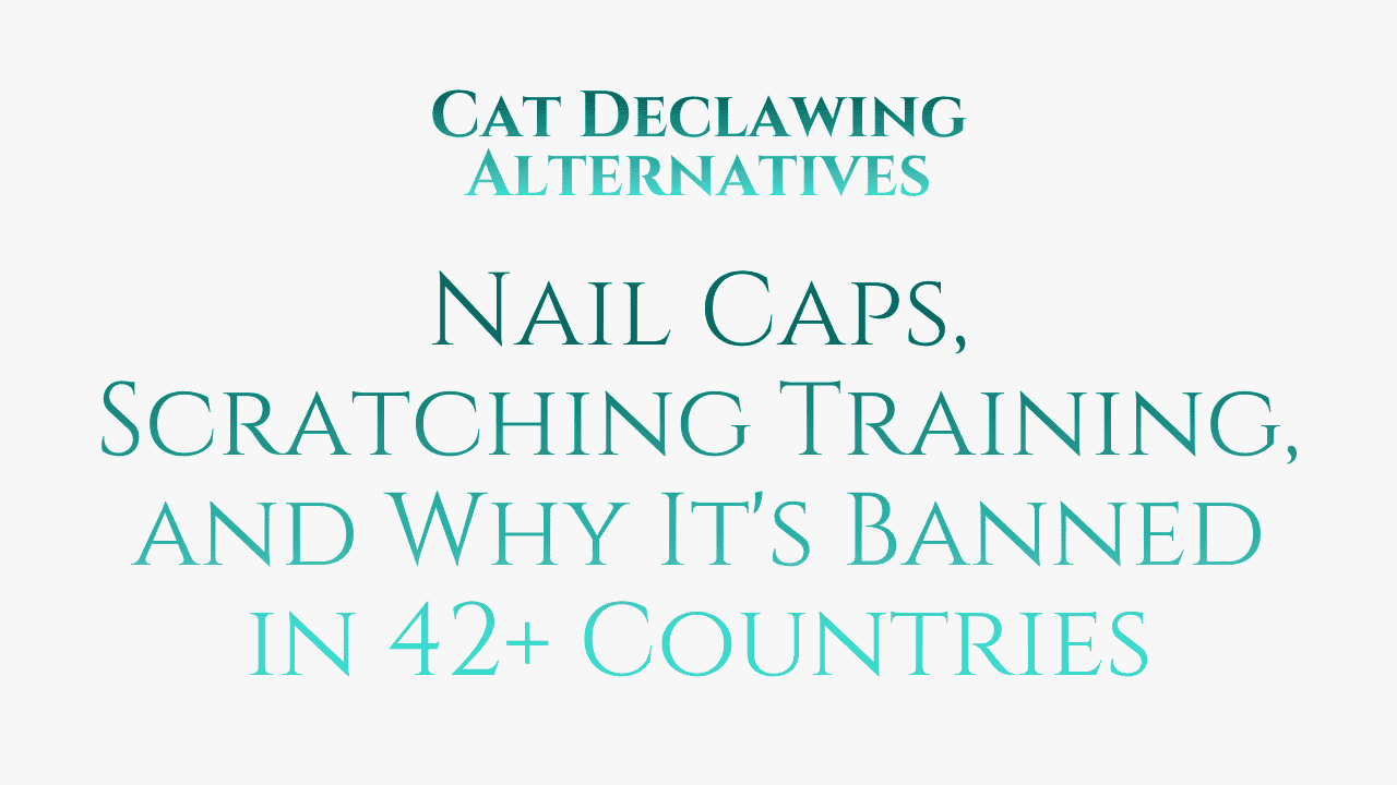 Cat Declawing Alternatives