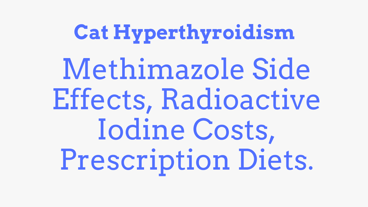 Cat Hyperthyroidism