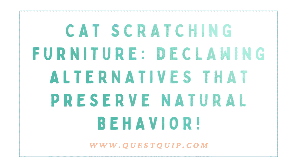 Cat Scratching Furniture