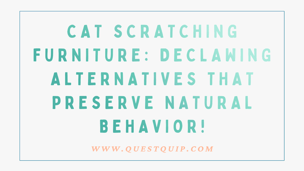 Cat Scratching Furniture