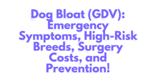 Dog Bloat