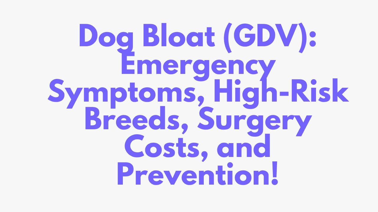 Dog Bloat
