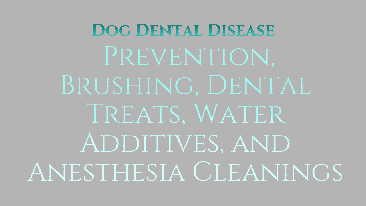 Dog Dental Disease