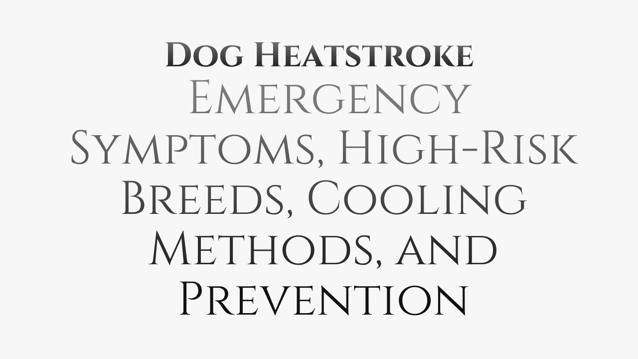 Dog Heatstroke