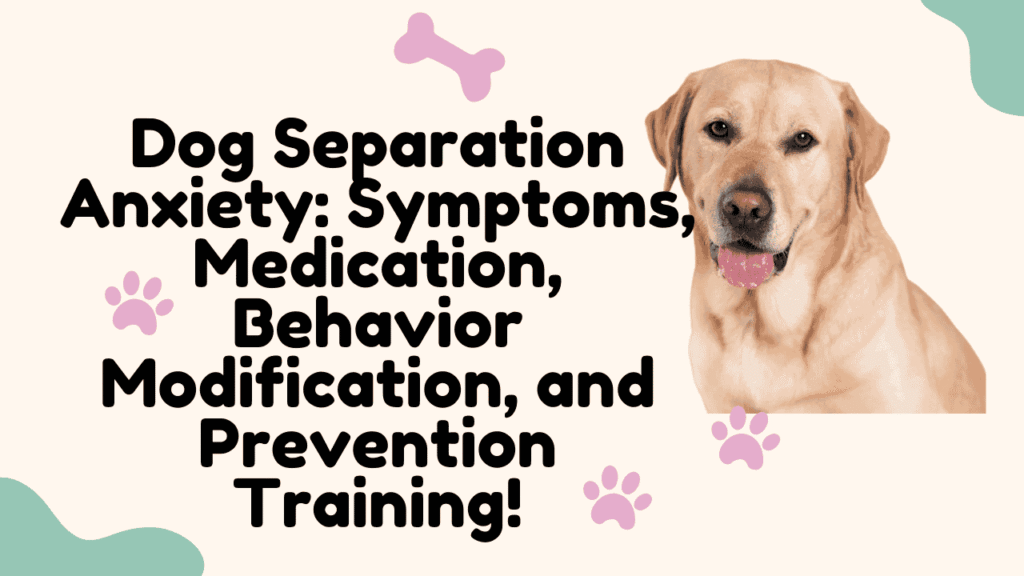 Dog Separation Anxiety