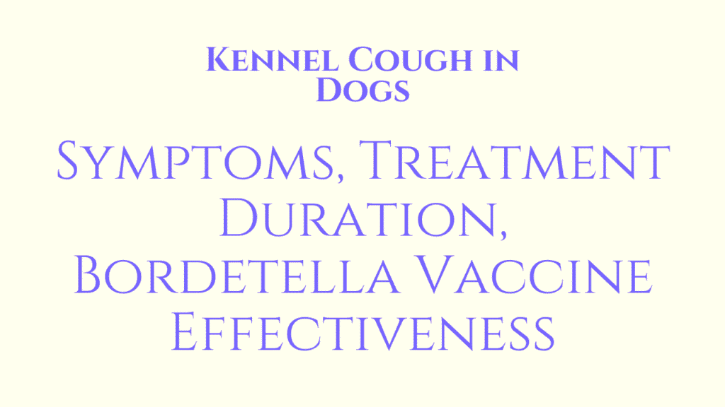 Kennel Cough in Dogs