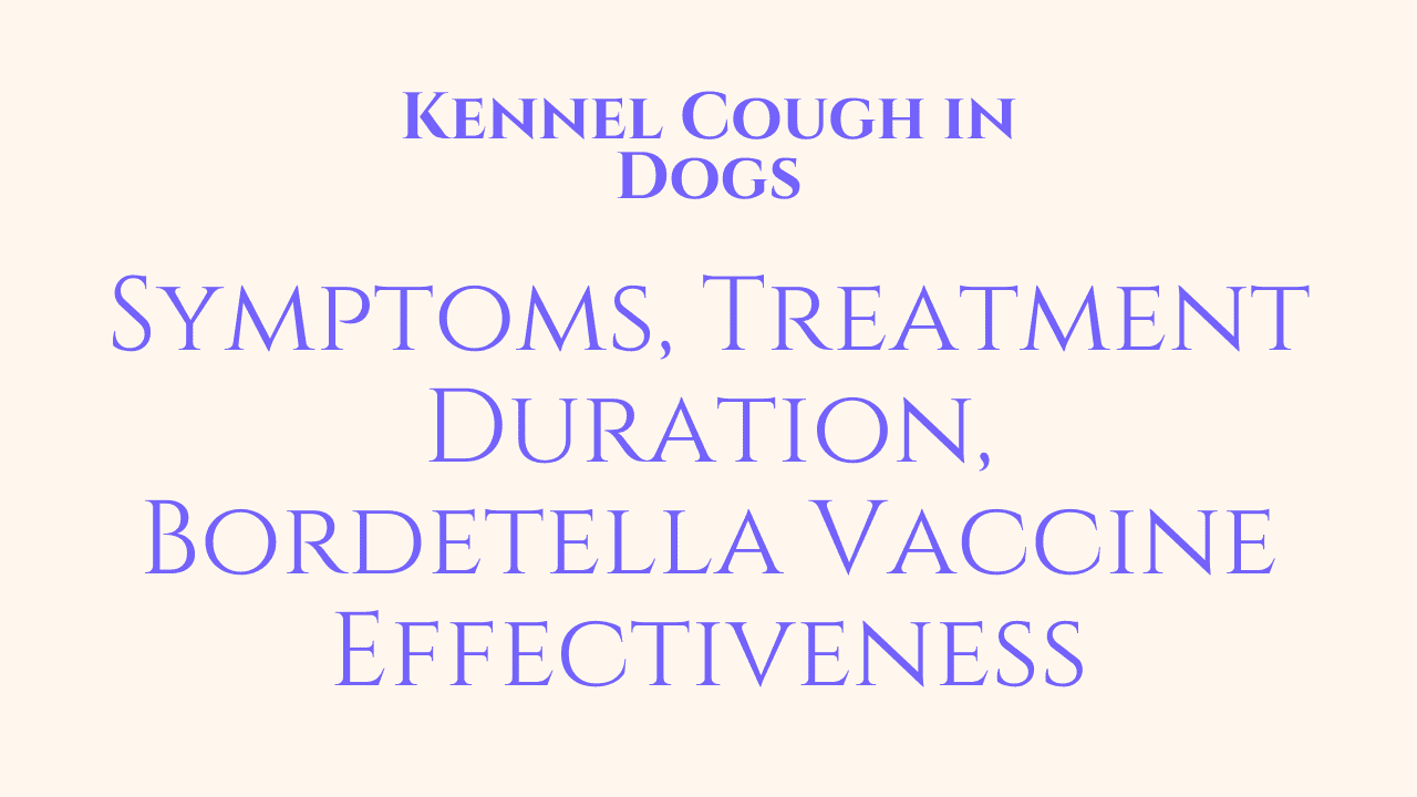 Kennel Cough in Dogs