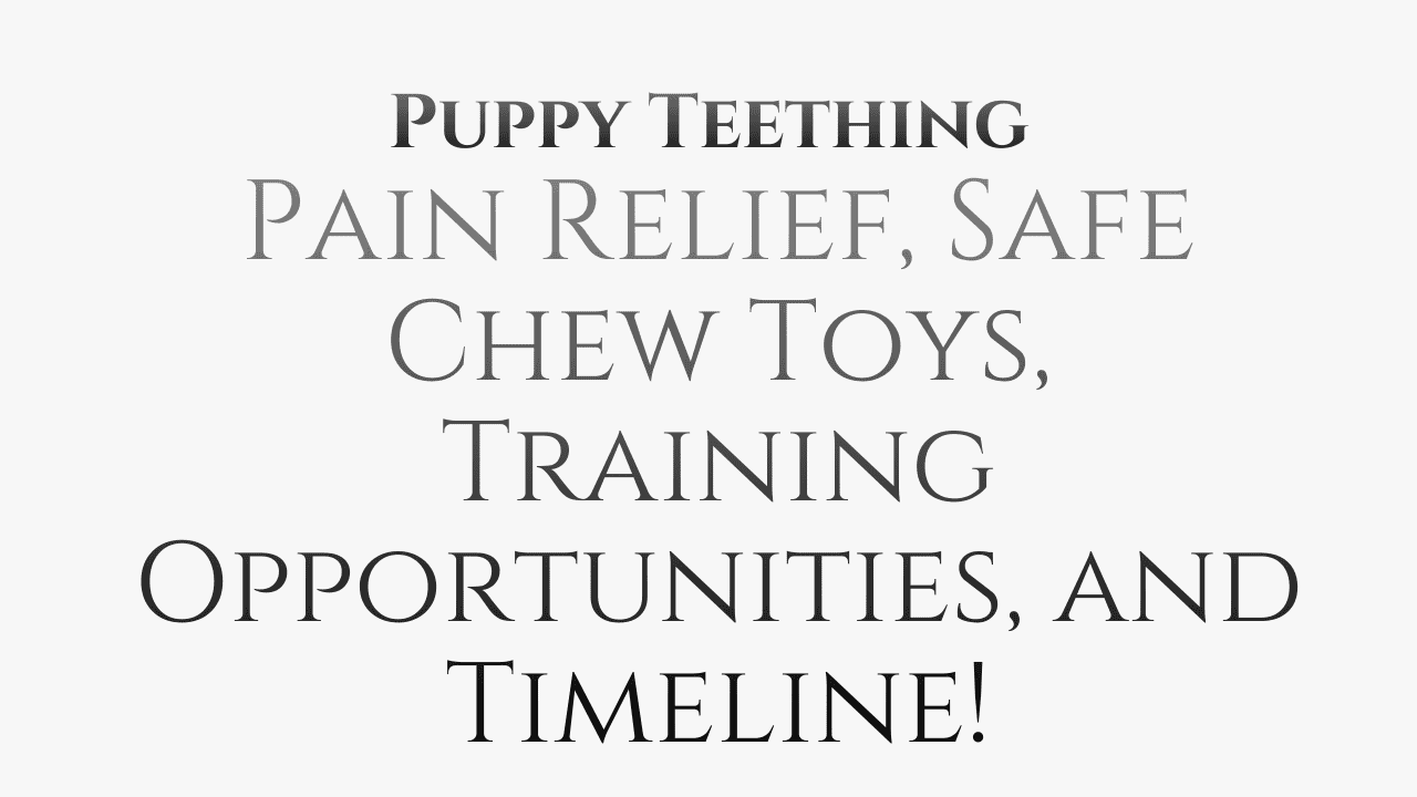 Puppy Teething