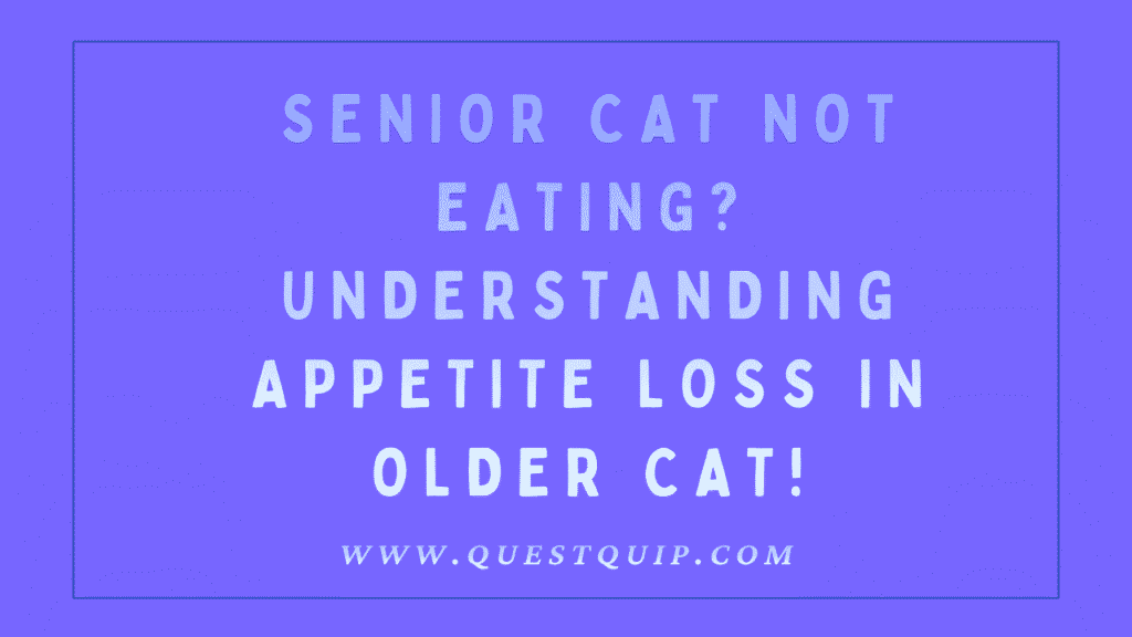 Senior Cat Not Eating
