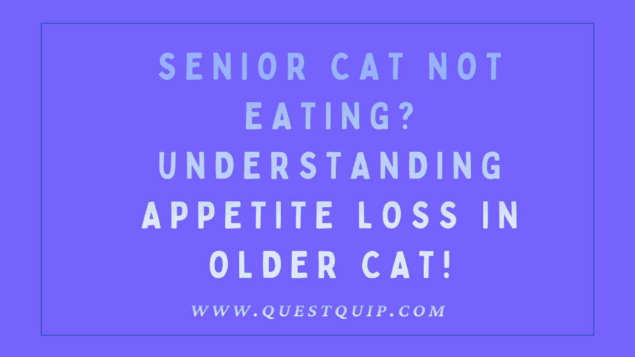 Senior Cat Not Eating