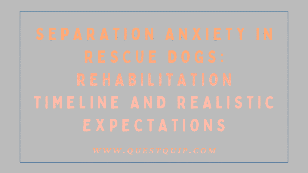 Separation Anxiety in Rescue Dogs