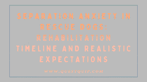 Separation Anxiety in Rescue Dogs