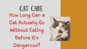 cat care